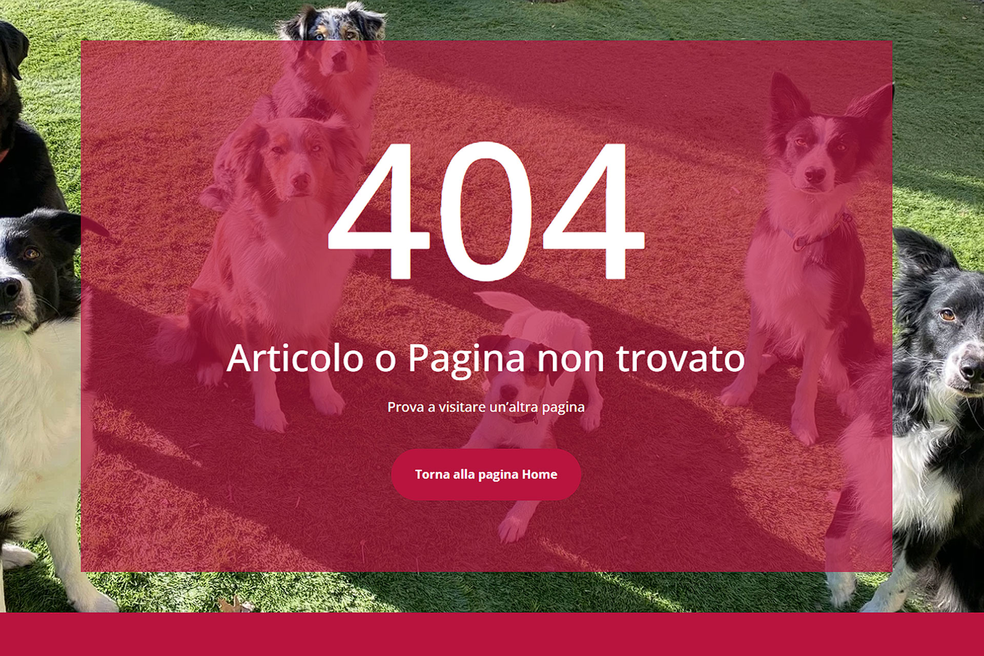 L’importanza della Pagina 404 nei Siti Web